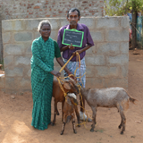 Self employment Assistance-Goat rearing